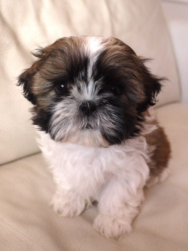 cropped-Amazing-Facts-About-Shih-Tzu-Puppies.jpg