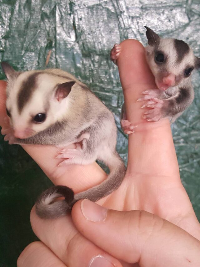 cropped-Interesting-Facts-About-Sugar-Gliders2.jpg