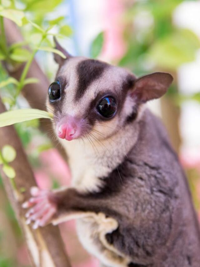 cropped-Interesting-Facts-About-Sugar-Gliders4.jpg