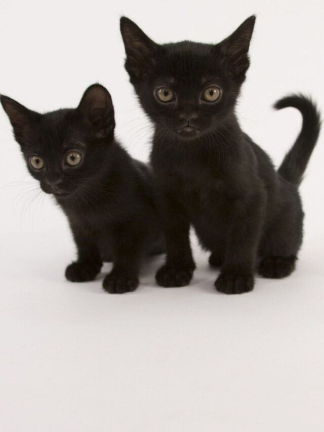 cropped-black-cat-breeds-Amazing-Beautiful-Black-Cat-Breeds.jpg