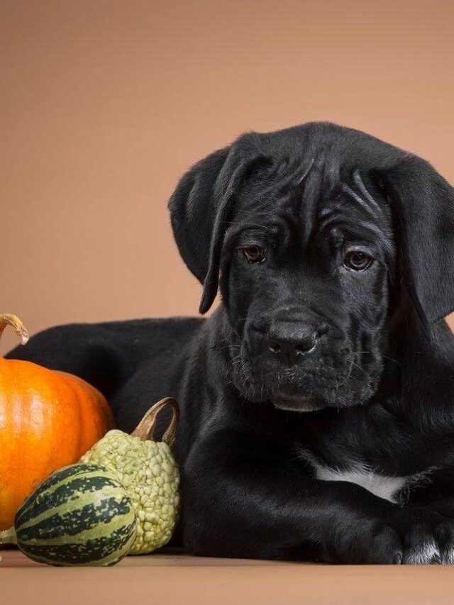 Most Popular Thanksgiving Male Dog Names