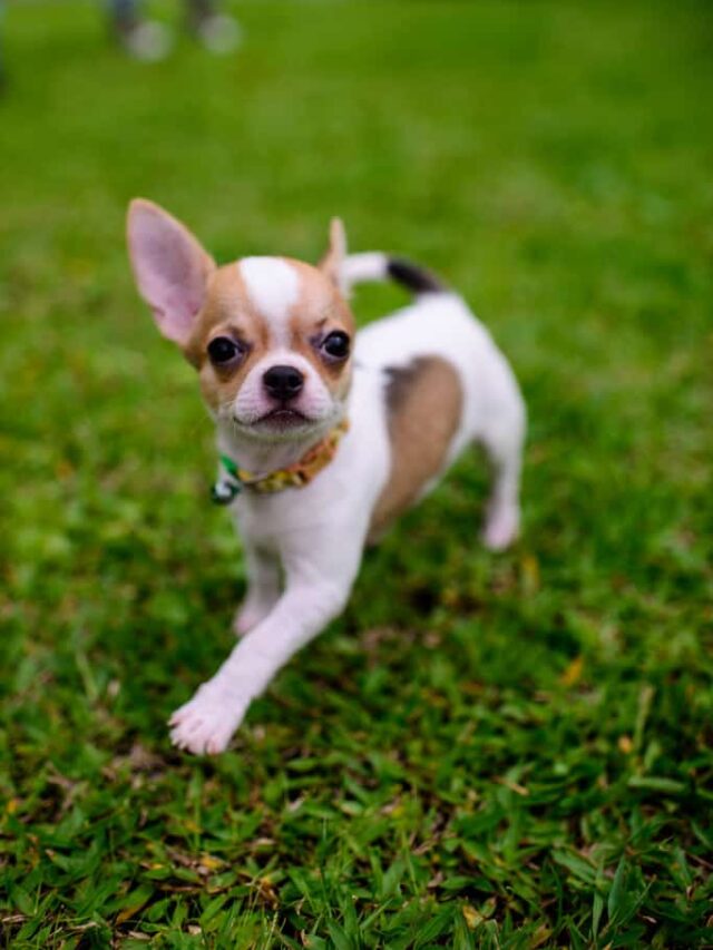 cropped-How-Much-Does-a-Chihuahua-Cost-1.jpg