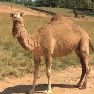 Buy Live Camels For Sale