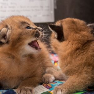 Buy Caracal Kittens For Sale