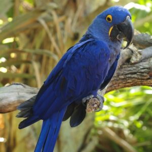 Buy Hyacinth Macaw For Sale - Buy Hyacinth Macaw Online - Adopt Hyacinth Macaw