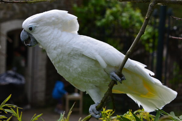 Buy Umbrella Cockatoo For Sale