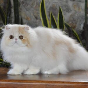 Buy Persian Kittens For Sale