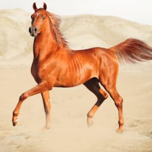 Buy Purebreed Horses For Sale