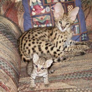 Buy Savannah Cat and Kittens
