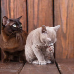 Burmese Cats And Kittens For Sale