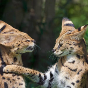 Buy Serval Kittens For Sale