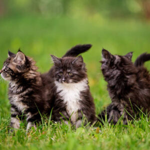 Buy Maine Coon Kittens For Sale