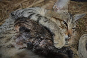 Buy Savannah Kittens For Sale