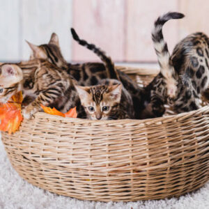 istockphoto 859730754 612x612 1