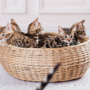 Bengal Kittens For Adoption